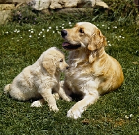 Picture of Sarah, golden retriever with puppy lying on the grass