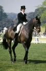 Picture of sarah whitmore riding junker,
dressage at goodwood 1976