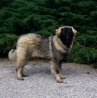 Picture of sarplaninac,  yugoslavian sheepdog standing