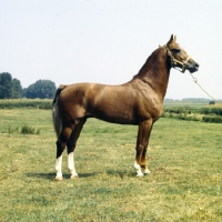 Picture of Satelliet or Theolog, Gelderland stallion in Holland