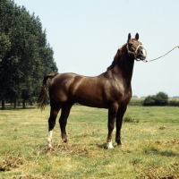 Picture of Satelliet or Theolog, proud Gelderland stallion in Holland