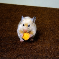 Picture of satin cinnamon hamster eating a slice of carrot