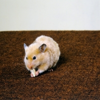 Picture of satin cinnamon hamster eating 