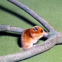 Picture of satin yellow hamster