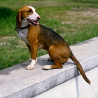Picture of sauerland bracke, german hound sitting on a wall