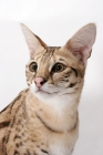 Picture of Savannah cat, portrait