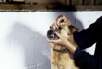 Picture of scaling an australian cattle dog's teeth