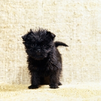 Picture of scapafield schwarz bandit, affenpinscher puppy