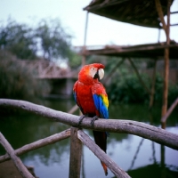 Picture of scarlet macaw in captivity in lima, peru