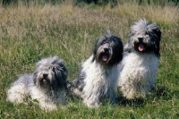 Picture of schapendoes Dutch sheepdog