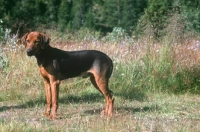 Picture of Schillerstovare, aka schiller hound