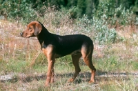 Picture of Schillerstovare, aka schiller hound