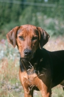 Picture of Schillerstovare, aka schiller hound, portrait