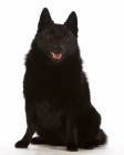 Picture of Schipperke sitting down