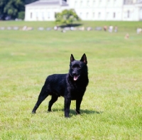 Picture of schipperke standing on a lawn
