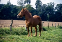 Picture of schleswig in field