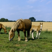 Picture of schleswig mare grazing with her  foal 