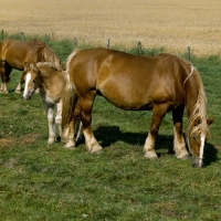 Picture of schleswig mare grazing with her  foal 