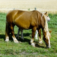 Picture of schleswig mare grazing with her  foal 