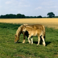 Picture of schleswig mare grazing with her  foal 