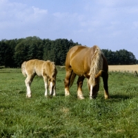 Picture of schleswig mare grazing with her  foal 