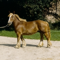 Picture of schleswig mare looking at camera