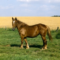 Picture of schleswig mare 