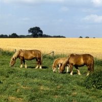 Picture of schleswig mares grazing with a foal 