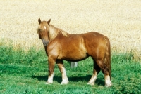 Picture of schleswig mare