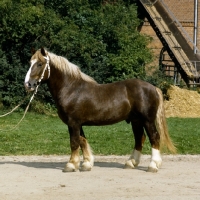 Picture of schleswig stallion in farm yard