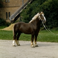 Picture of schleswig stallion with blaze marking