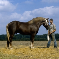 Picture of schleswig stallion with handler