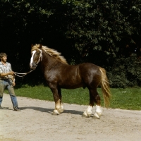 Picture of schleswig stallion with handler