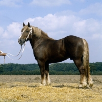 Picture of schleswig stallion