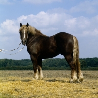 Picture of schleswig stallion