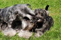 Picture of Schnauzer and her puppy