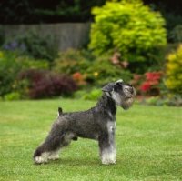 Picture of Schnauzer dog standing in beautiful colourful garden