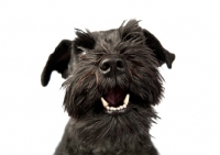 Picture of Schnauzer growling, showing teeth