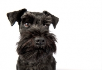 Picture of Schnauzer in studio, looking across the frame