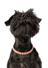 Picture of Schnauzer in studio, looking up