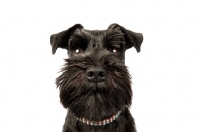 Picture of Schnauzer looking directly at the camera