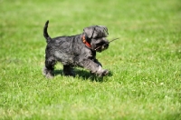 Picture of Schnauzer puppy running on grass