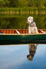 Picture of schnauzer riding in canoe
