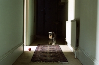 Picture of Schnauzer waiting in hallway, for ball to be thrown