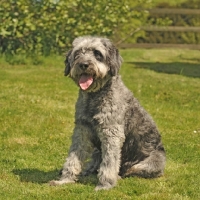 Picture of schnauzer x poodle schnoodle