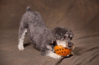 Picture of Schnoodle (Schnauzer cross Poodle) playing with basket ball
