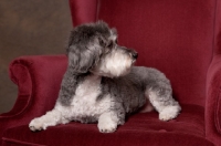 Picture of Schnoodle (Schnauzer cross Poodle) lying on chair