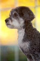 Picture of Schnoodle (Schnauzer cross Poodle)