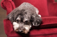 Picture of Schnoodle (Schnauzer cross Poodle) lying on chair