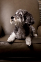 Picture of Schnoodle (Schnauzer cross Poodle) on chair